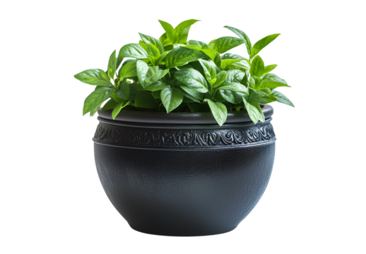 Garden decor, round dark green plants in an antique black flower pot with raised patterns on the body of the