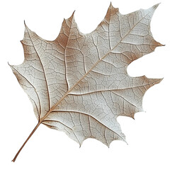 A close-up, showcasing the intricate details of a single, withered leaf, emphasizing its delicate veins and textures. The natural beauty of autumn is captured in this artistic macro study.