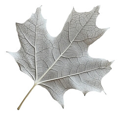 A detailed macro shot of a delicate frosted leaf, showcasing intricate veins and textures, suggesting the cold, crisp beauty of autumn.