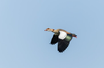 Egyptian goose Alopochen aegyptiaca, an invasive species for France