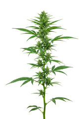 Fototapeta premium Isolated Transparent Background Cannabis Plant with Green Leaves and Buds