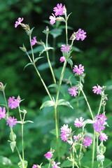 Red campion flowers in a meadow