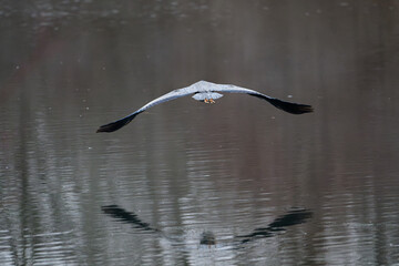 Grey heron, Danube