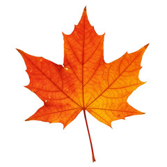 Fototapeta premium Isolated Transparent Autumn Maple Leaf in Orange Red and Yellow