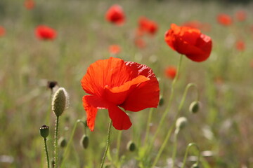 Close up of bright red poppies in a meadow