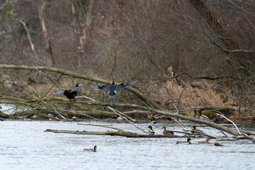 Birds Along the Danube River