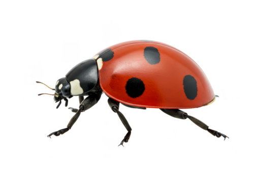 Isolated Transparent Background Image of a Red and Black Ladybug