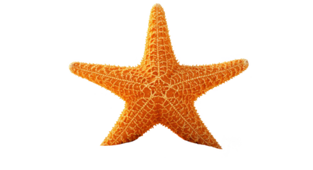 Isolated Transparent Background of Orange Starfish with Wildlife Sea