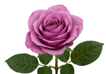 Isolated Transparent Background of a Purple Rose Flower Blossom Bloom