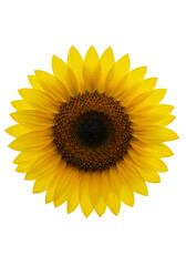 Fototapeta premium Isolated Transparent Background of Yellow Sunflower Flower Bloom Blossom