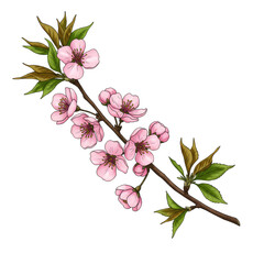 Isolated Watercolor Illustration of Pink Blossom Branch on Transparent
