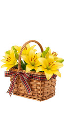Isolated Yellow Lilies in Wicker Basket with Festive Plaid Ribbon