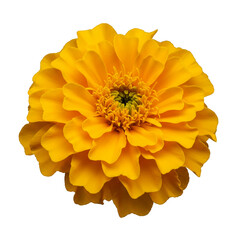 Isolated Yellow Marigold Flower Blossom with Transparent Background