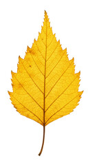 Fototapeta premium Isolated Yellow Autumn Leaf with Transparent Background Texture Graphic