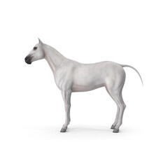 White Horse with Saddle isolated on transparent background