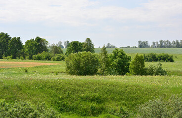 Green field with trees under a clear sky wallpaper