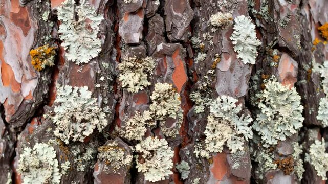 Pine tree bark texture with lichen