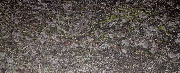 texture of the grass for your design	