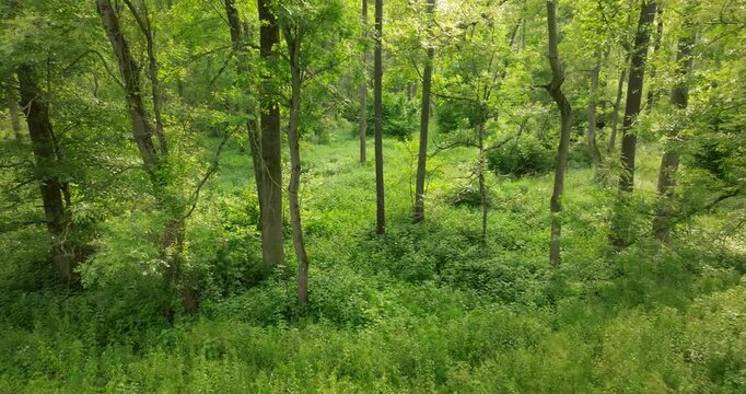 Aerial View of Narrow-Leaved Ash and Common Alder Forest in Crni Jarki, Croatia