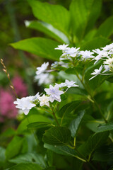 夏の庭の紫陽花の花