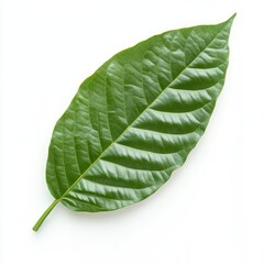 Obraz premium Vibrant green leaf, single, isolated