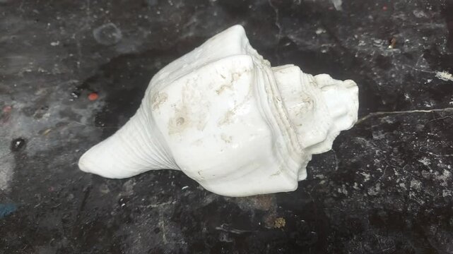 Beautiful Sea Shell on Sandy Beach in Natural Light | 4K Ocean Aesthetic Footage for Relaxation & Nature Projects