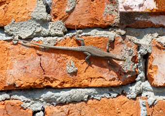 A lizard is sitting on a brick wall