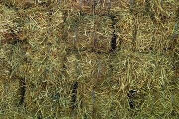 Many hay bales on a farm. Farm background.