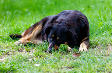 Fototapeta premium A black dog is laying on the grass and eating grass