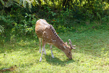 Fototapeta premium A deer is grazing in a grassy field