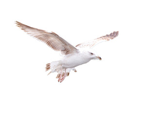 Seagull bird in flight isolated on white background