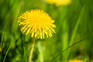 Yellow dandelions blooming on grass background
