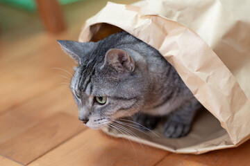 紙袋に入った可愛い猫　サバトラ猫　