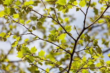 A tree with green leaves is shown in the image