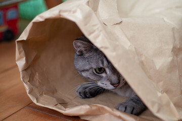 紙袋に入った可愛い猫　サバトラ猫　