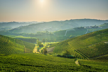 Langhe vineyards and Neive village in the background. Piedmont, Italy Europe.