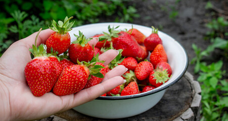 Ripe strawberries in a bowl on a garden background. Selective focus