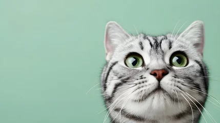 A charming close-up captures the smiling expression of a pastel grey Scottish Fold cat with striking green eyes against a soothing pastel backdrop, creating a gentle image.