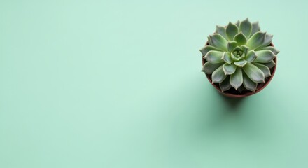 A succulent plant in a brown pot sits on a mint green background showcasing vibrant green leaves perfect for minimalist home decor websites