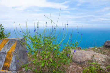 Delicate wildflowers with slender stems and purple blossoms growing on a coastal cliff above a vast turquoise ocean. Soft cloudy sky and endless horizon create a serene, poetic atmosphere of untouched