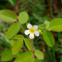 Petals in Focus