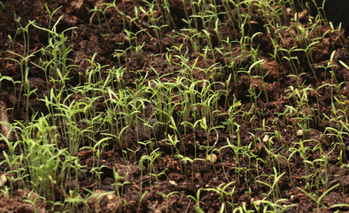 Young flower seedlings in pot in backyard patio. Nature and gardening. 