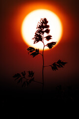 Sharp silhouette of a field plant framed against the blazing disc of a setting sun. A dramatic play of light and shape, this image conveys nature’s contrast and fleeting beauty