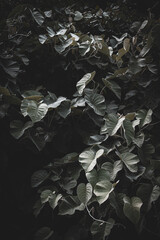 Dark tropical foliage background with dense green heart-shaped leaves. Mysterious jungle texture in deep shadows, ideal for natural, botanical, or eco-themed designs. 