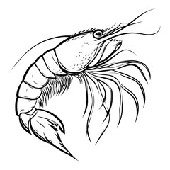 shrimp, underwater animal, vector, transparent background, animal, seafood, food, nature, icon, crustacean, cute, marine, shell, prawn
