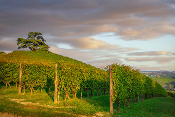 Langhe vineyards and cedar of Lebanon tree. La Morra, Piedmont, Italy