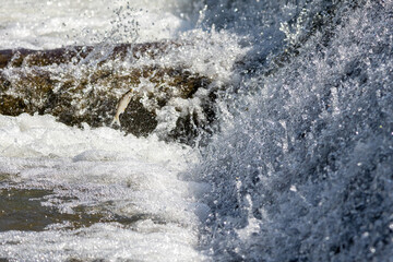 Fish suspended mid-air among bubbles and splash—nature’s perfect expression of resilience