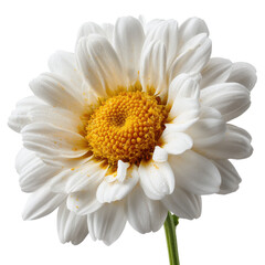 Fresh white daisy with yellow center. Isolated object, transparent background