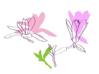 Magnolia.Vector.Image on white and color background.