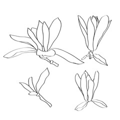 Magnolia.Vector.Image on white and color background.